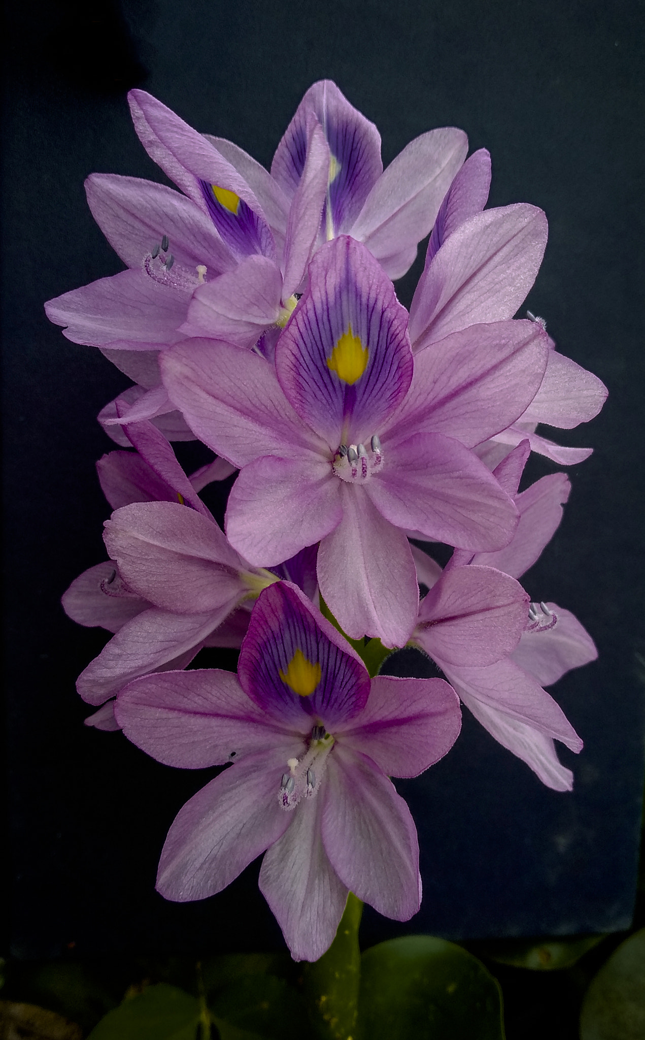 Xiaomi Redmi 5 Plus sample photo. Water hyacinth photography