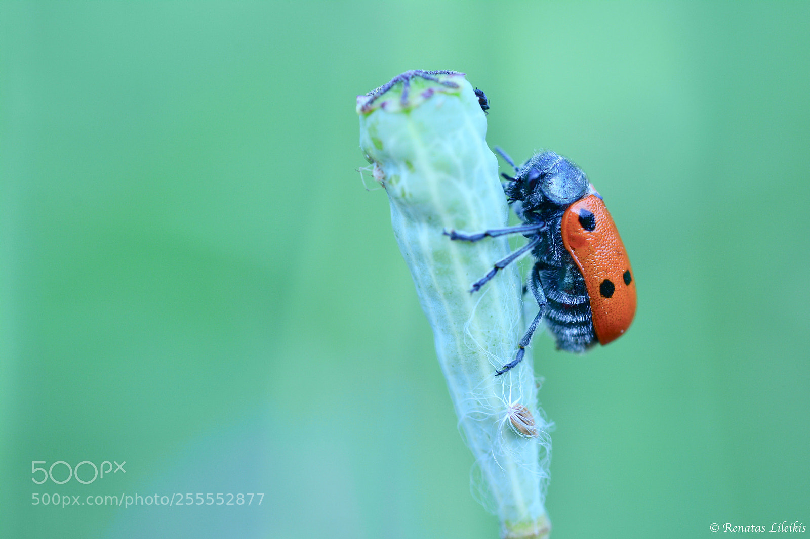 Nikon D7100 sample photo. Ladybug photography