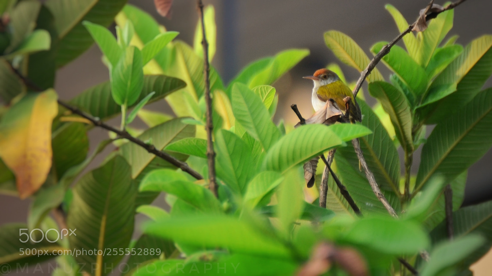 Nikon D5100 sample photo. Spotted photography