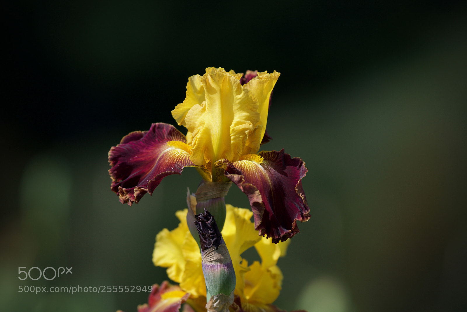 Sony a6000 sample photo. Iris time photography