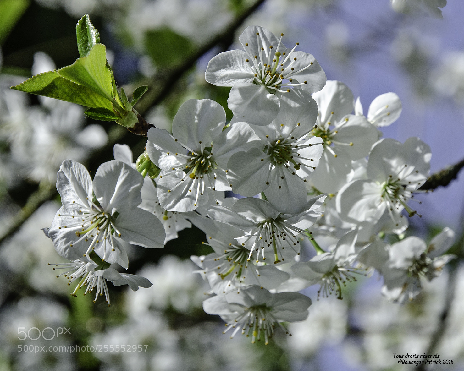 Nikon D7000 sample photo. Fleurs photography
