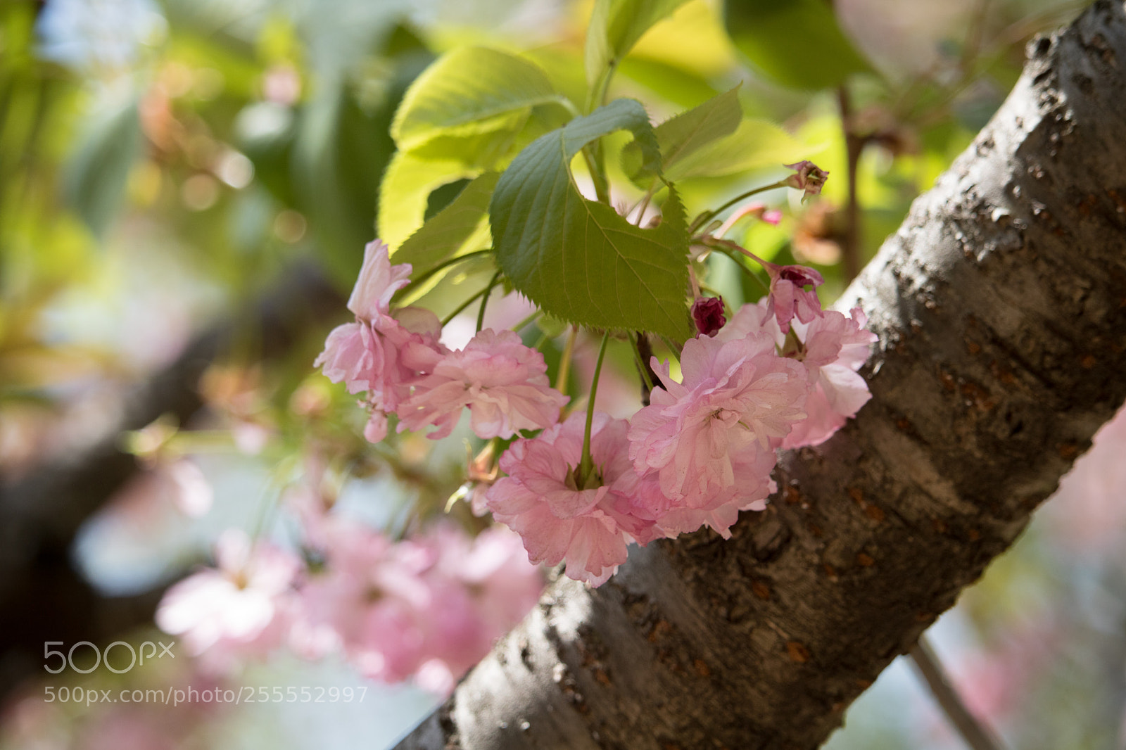 Canon EOS 750D (EOS Rebel T6i / EOS Kiss X8i) sample photo. Cherry blossom photography