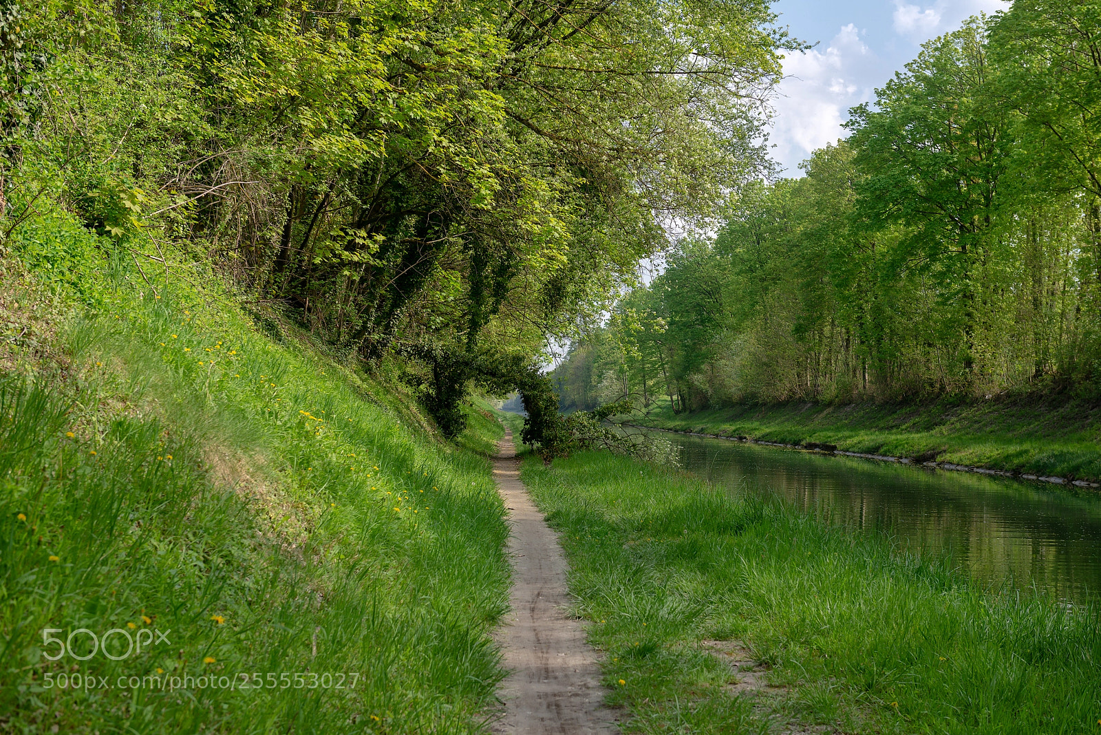 Nikon D600 sample photo. The vegetal bridge photography