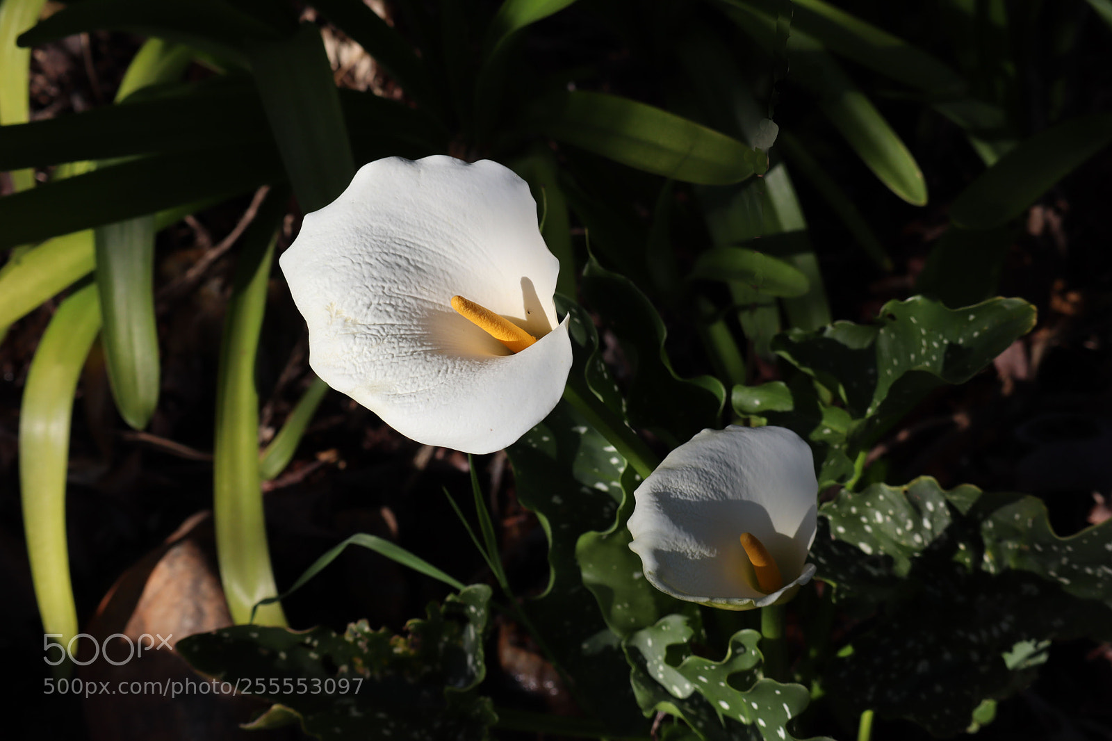 Canon EOS M50 (EOS Kiss M) sample photo. Calla lily blooms photography