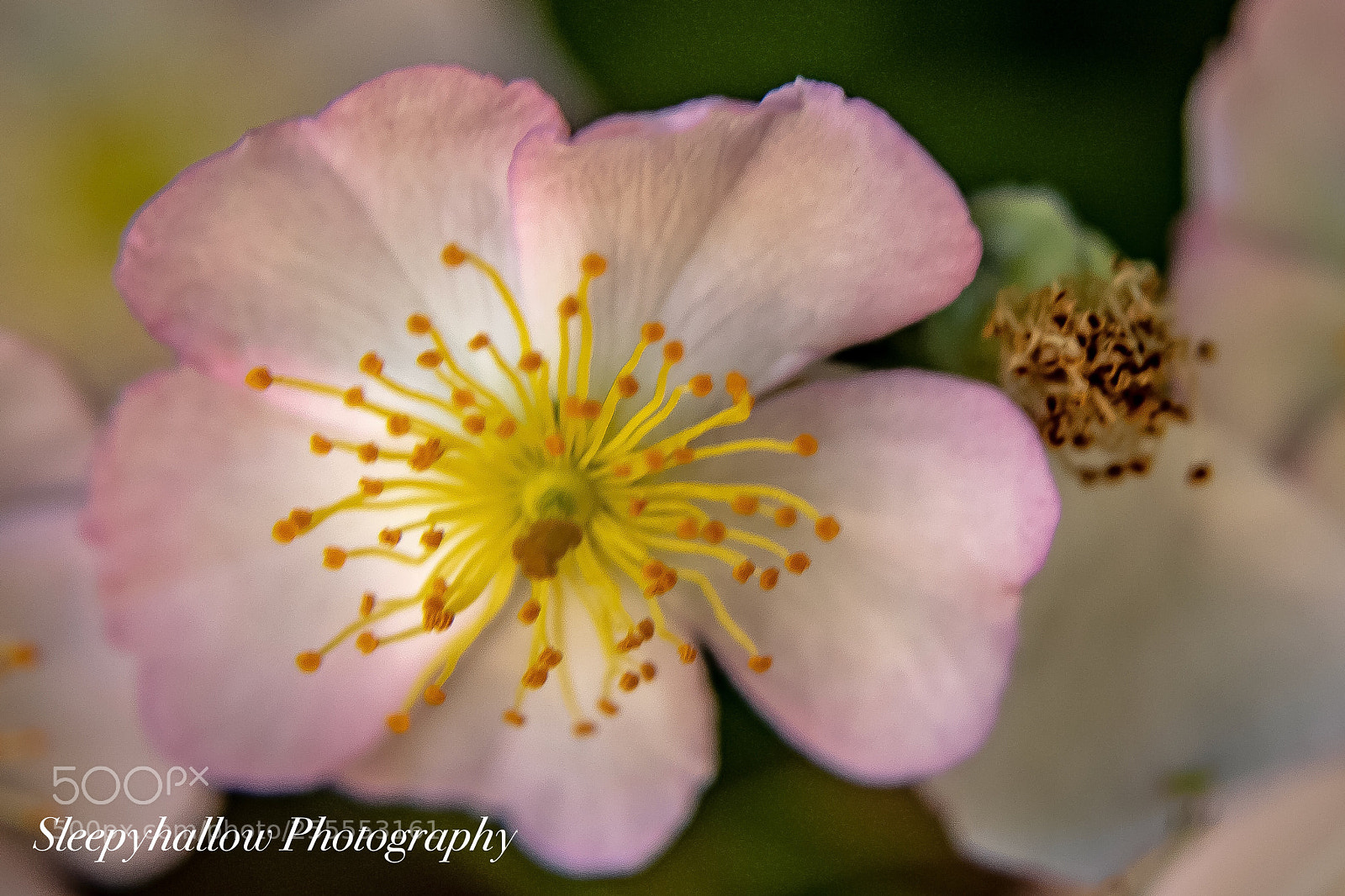 Canon EOS 1300D (EOS Rebel T6 / EOS Kiss X80) sample photo. Blushing blossom photography