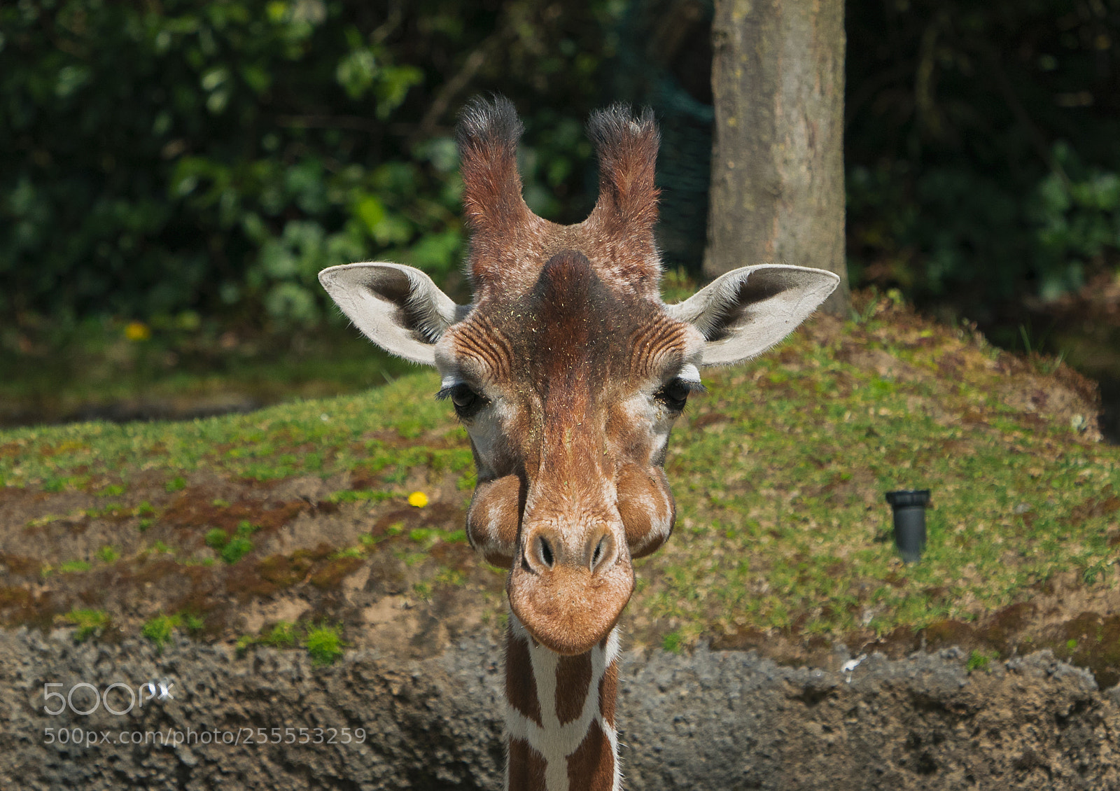 Sony a9 sample photo. Mouthful photography
