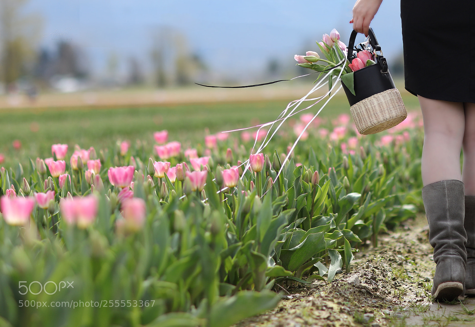 Canon EOS 5DS R sample photo. Tulip festival photography