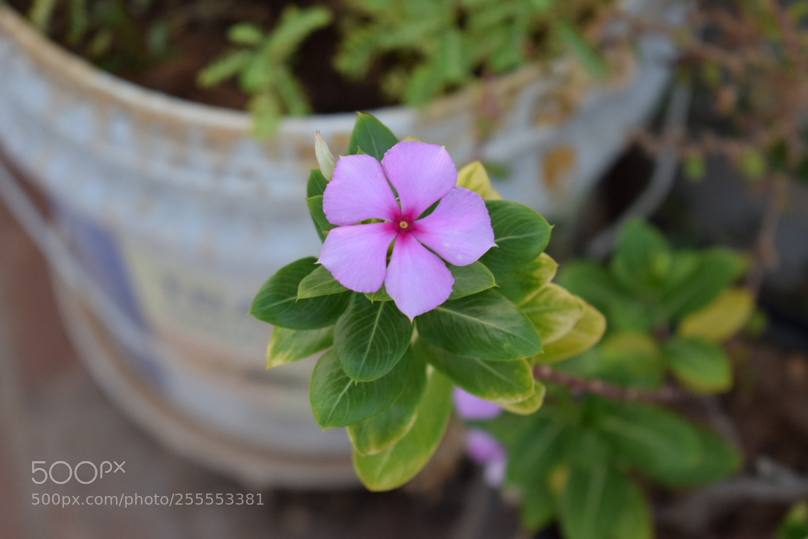 Nikon D5300 sample photo. Pink flower photography
