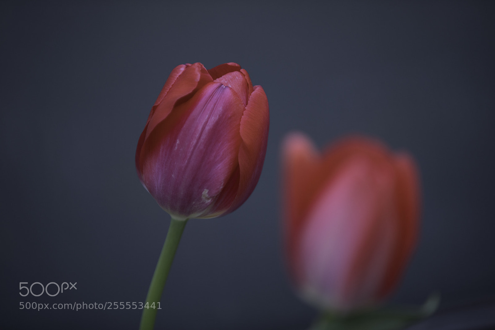 Canon EOS 5D Mark IV sample photo. Standout photography