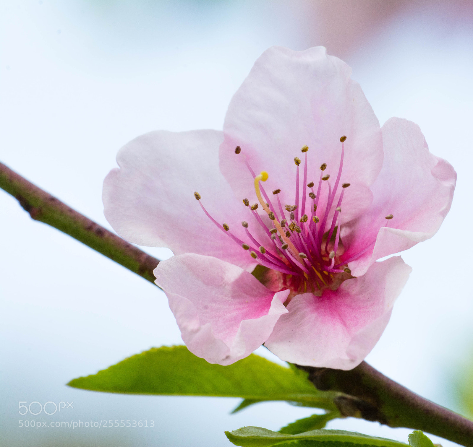 Nikon D7100 sample photo. Spring photography