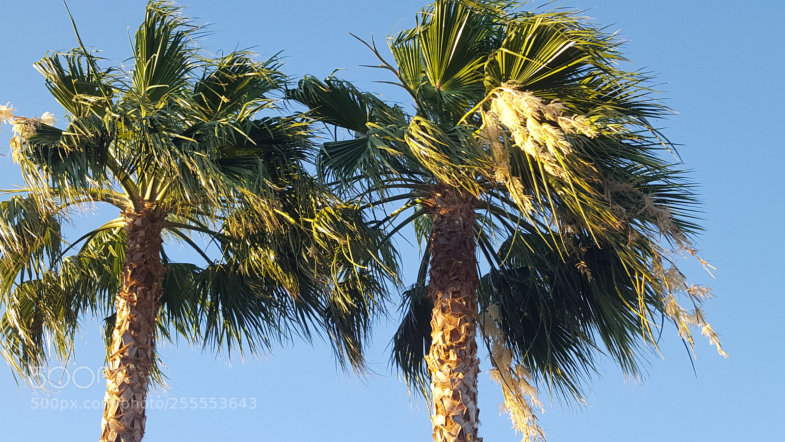 Samsung Galaxy S6 sample photo. Palm trees photography