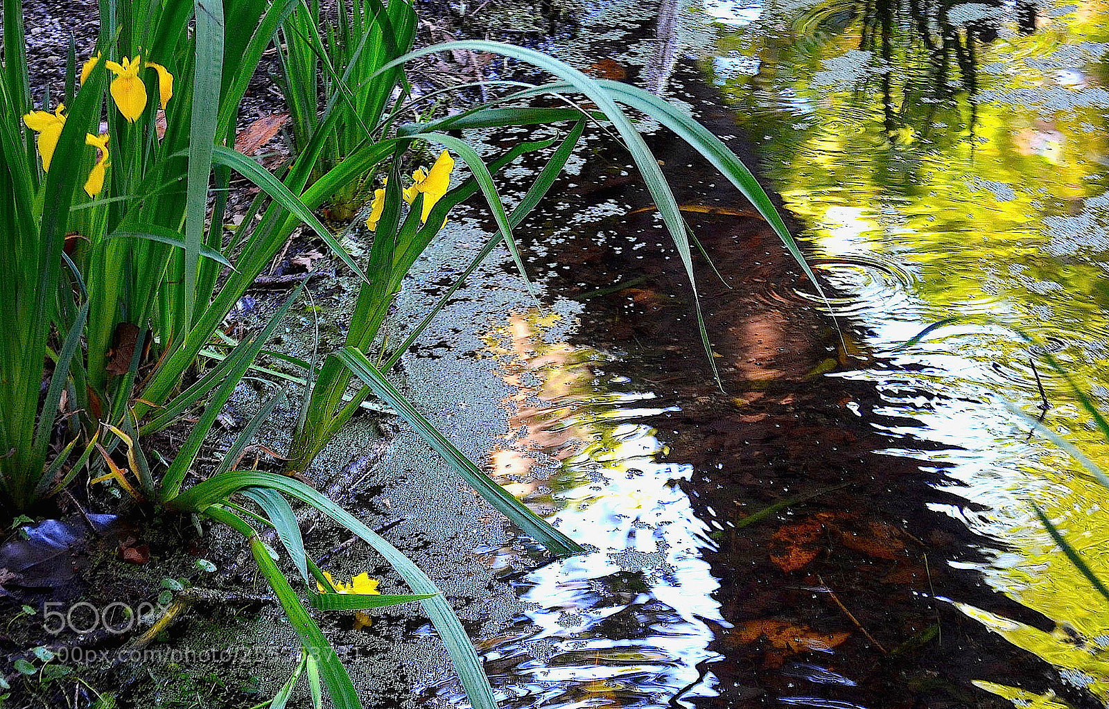 Nikon D5100 sample photo. Untitled photography