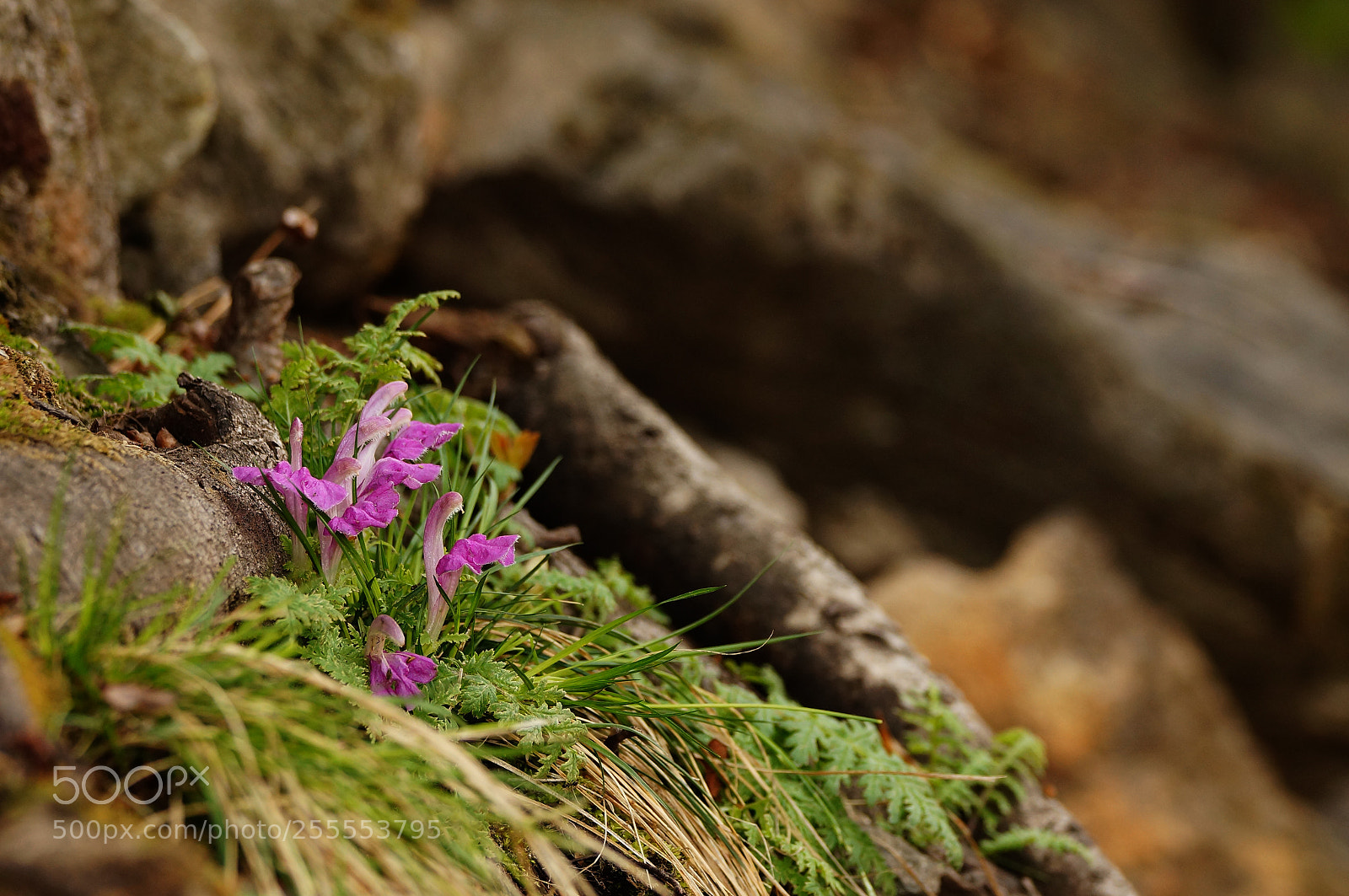 Sony SLT-A57 sample photo. Pedicularis ishidoyana photography