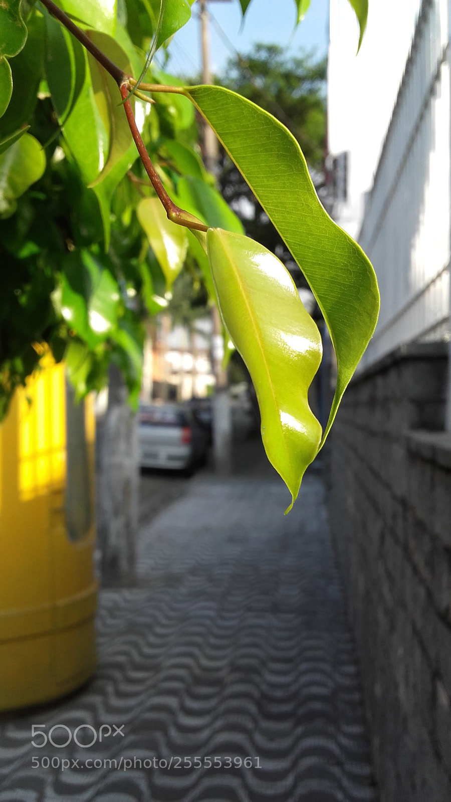 Samsung Galaxy Grand Prime sample photo. Folhas iluminadas photography