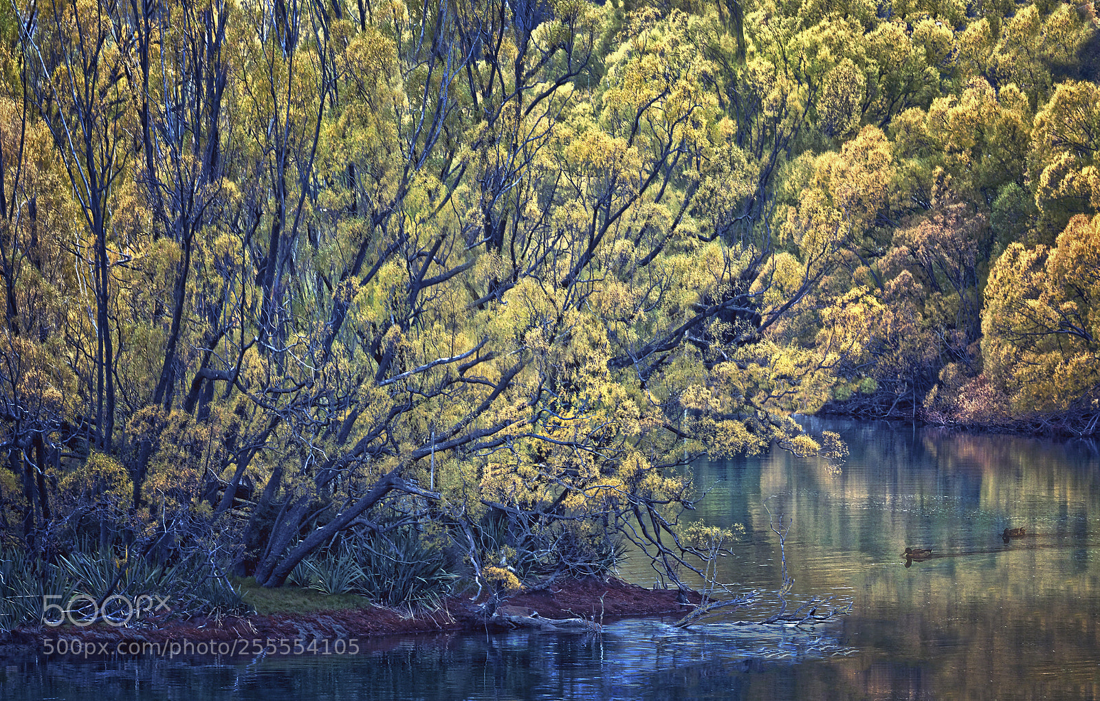 Canon EOS 5D Mark II sample photo. Golden trees photography