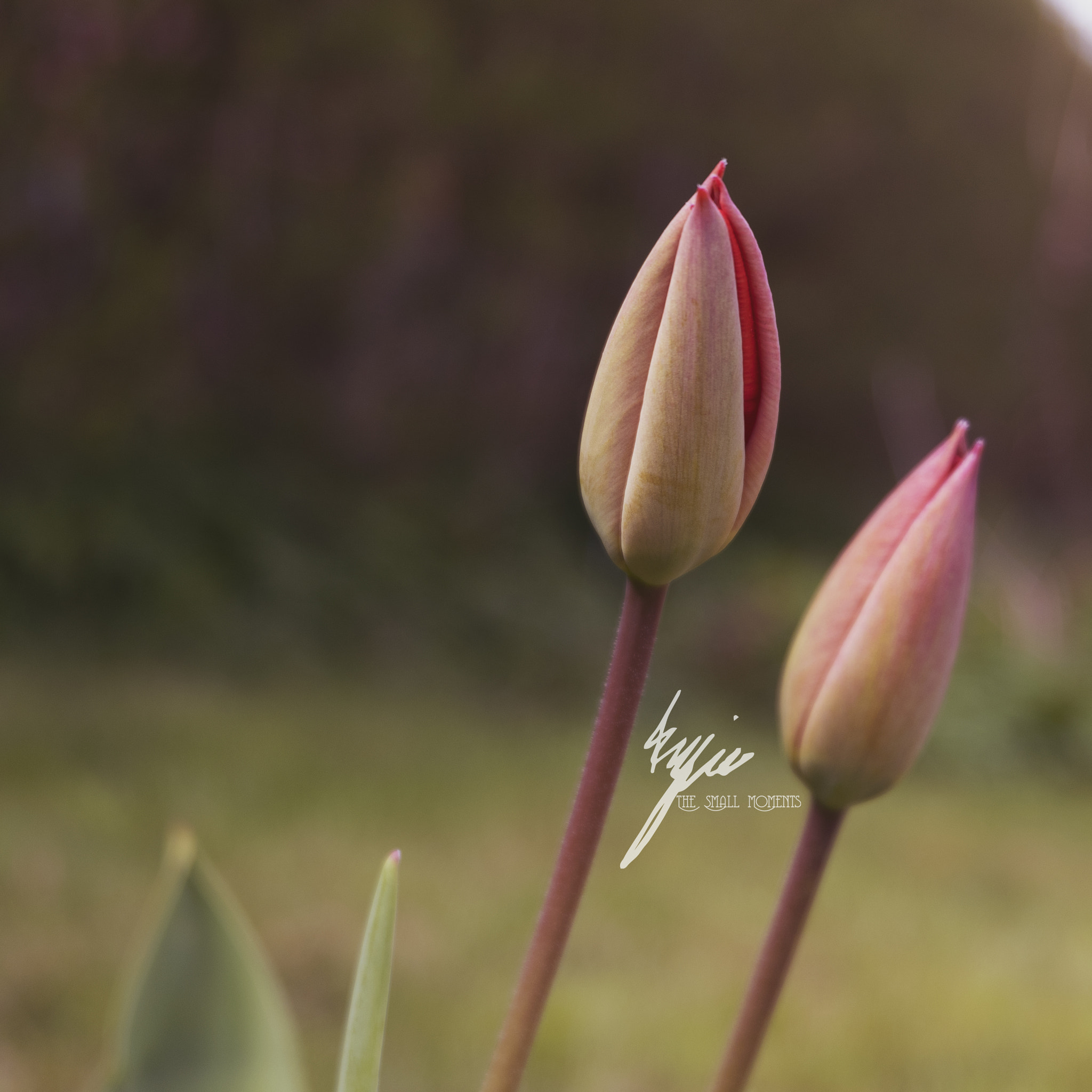 Fujifilm X-A10 sample photo. Little tulips photography