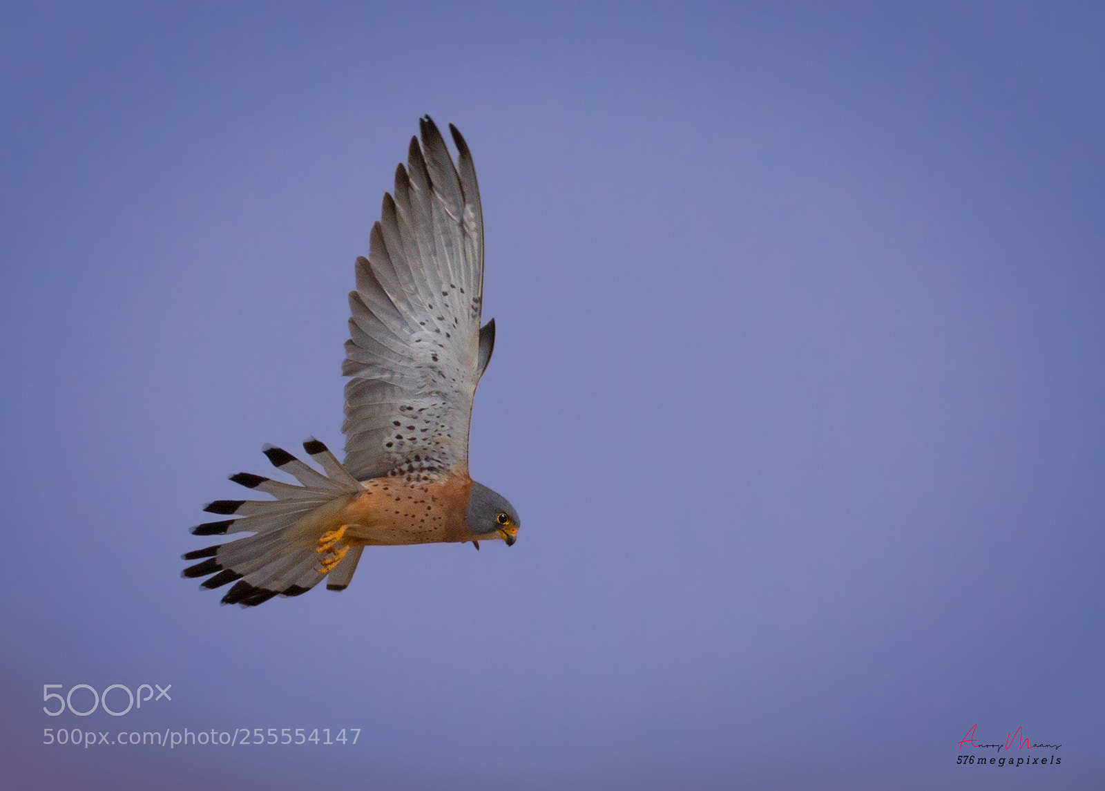 Canon EOS 70D sample photo. Lesser kestrel photography