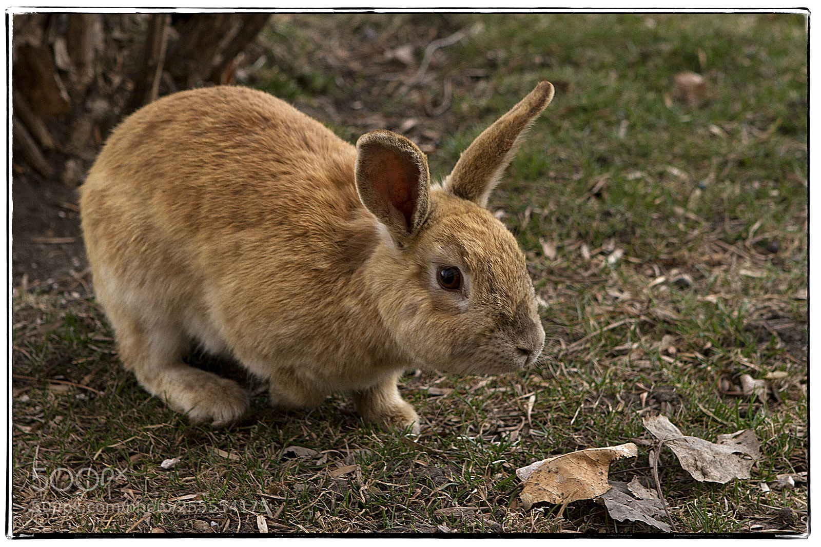 Canon EOS 7D sample photo. Brown rabbit. photography