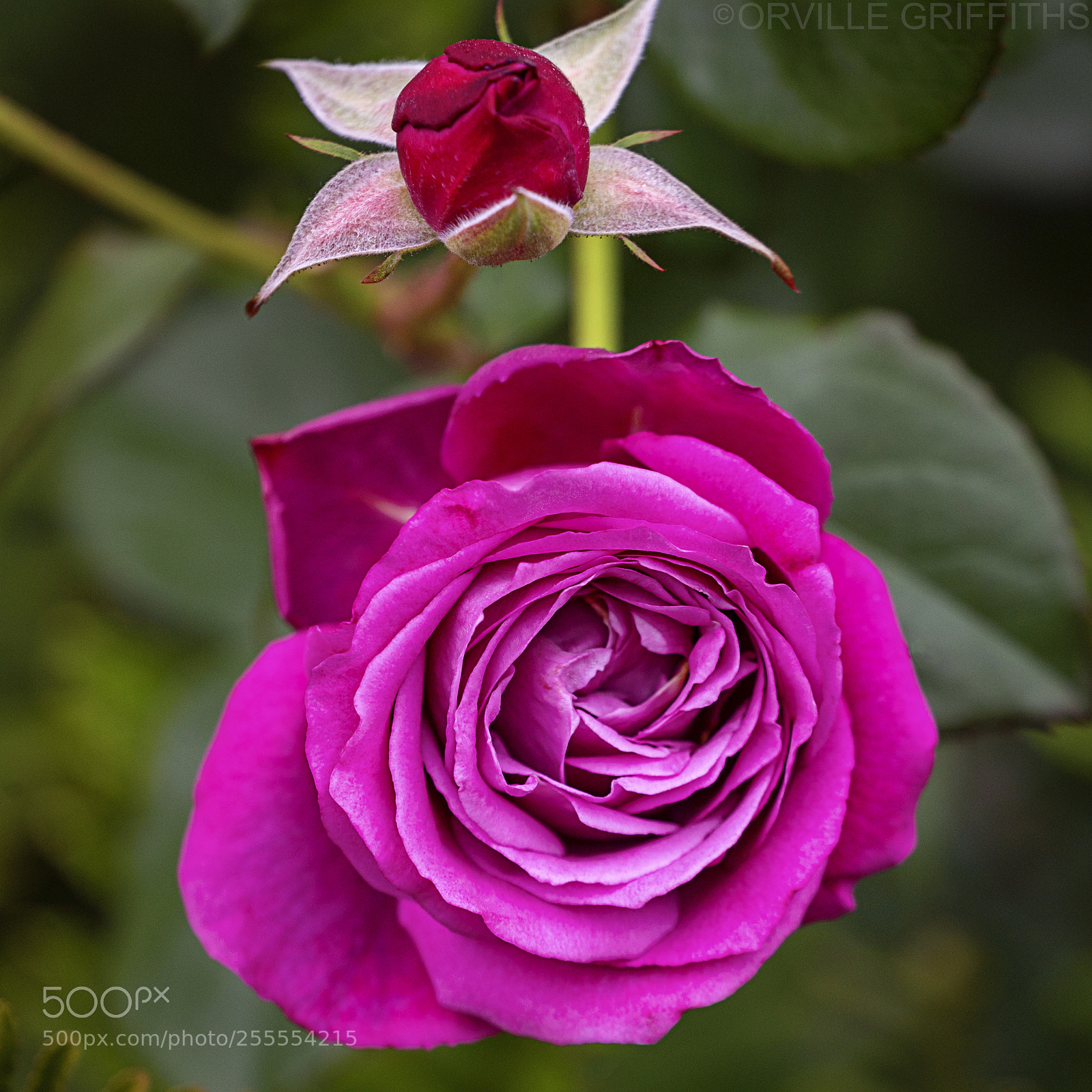 Sony a9 sample photo. **aroma**therapy photography