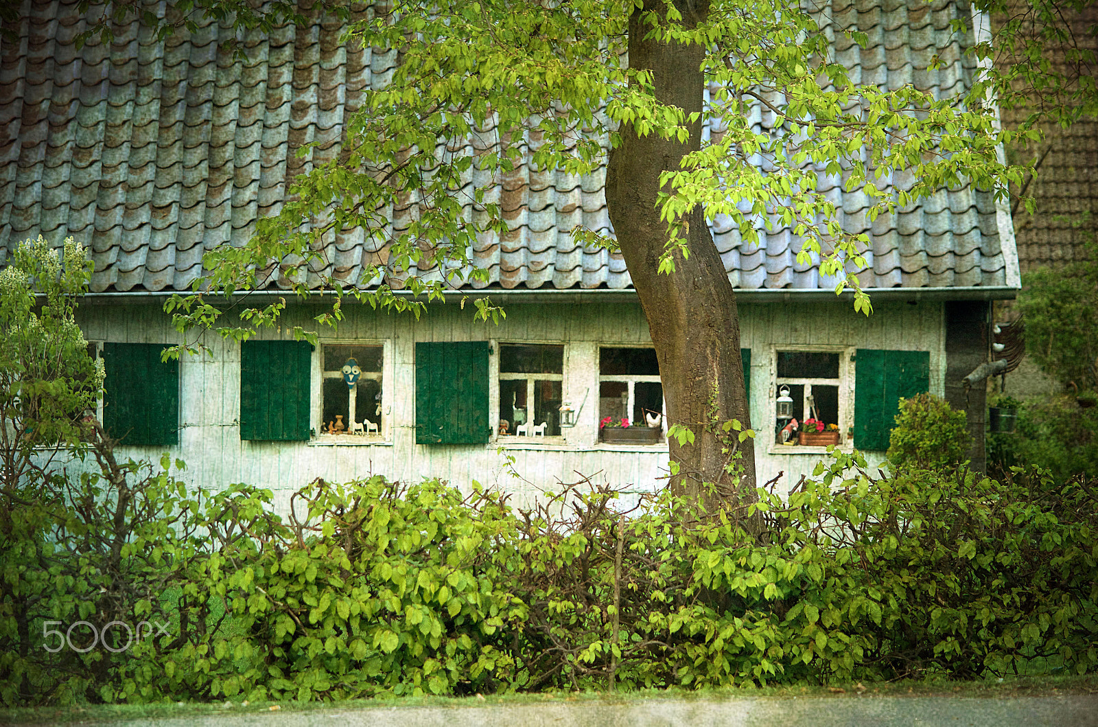 Nikon D5100 sample photo. Green house photography