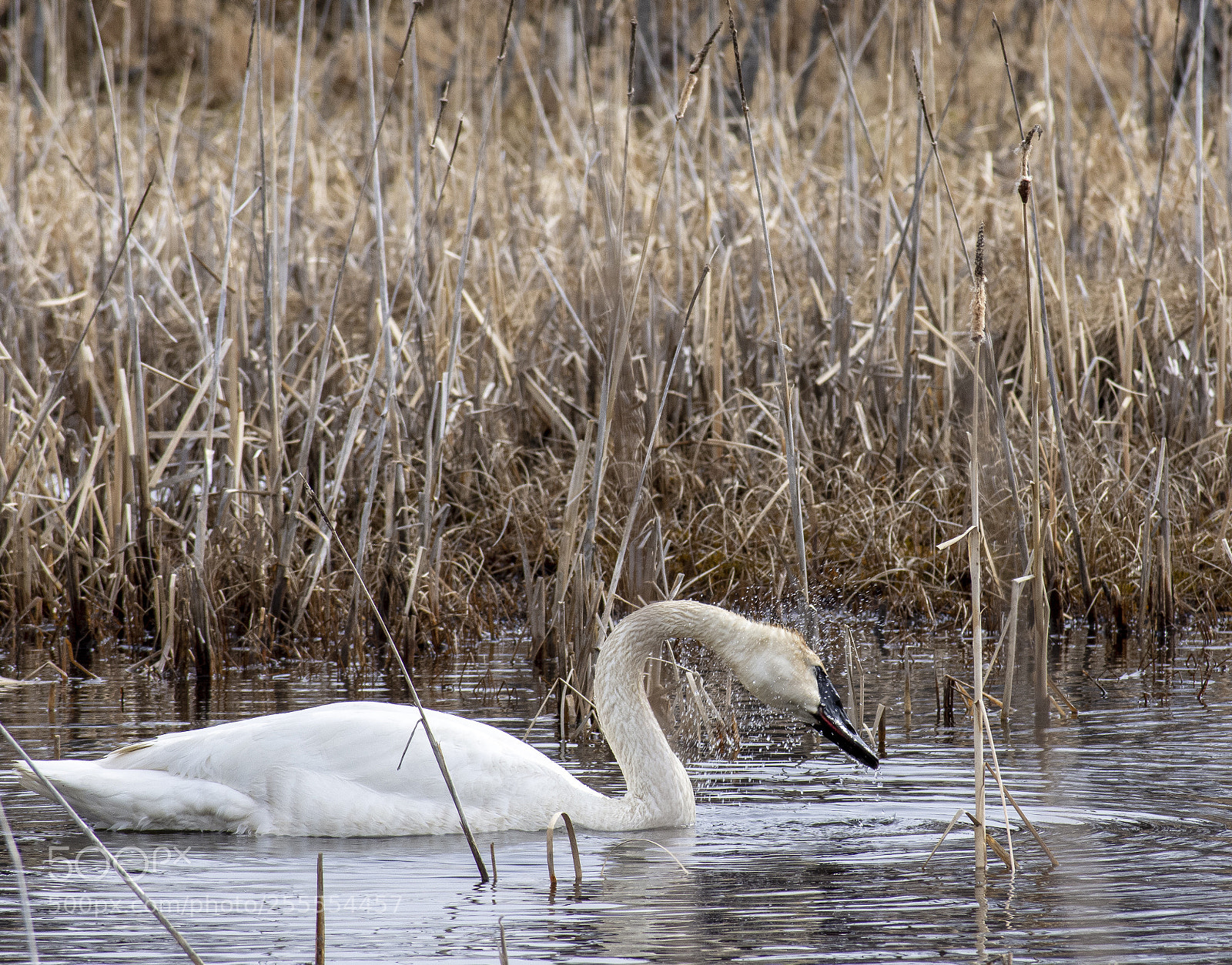 Nikon D7200 sample photo. Shake it off! photography