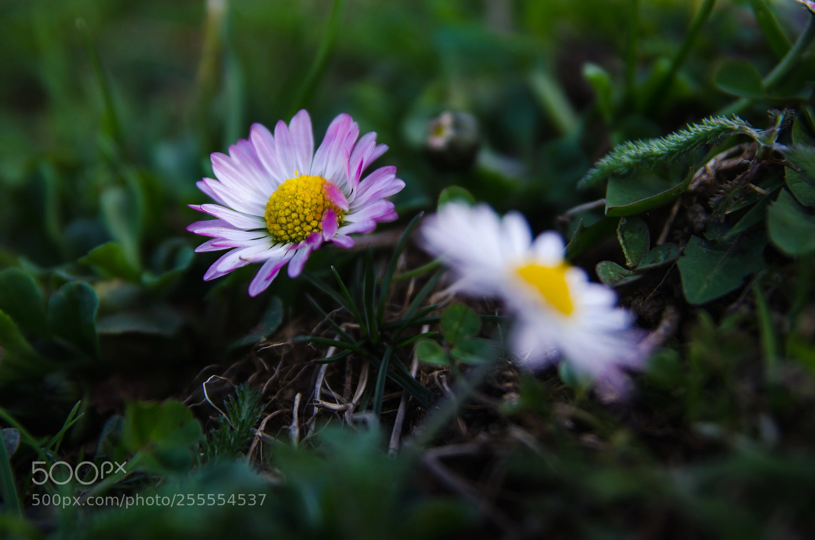 Nikon D5100 sample photo. Special ones photography