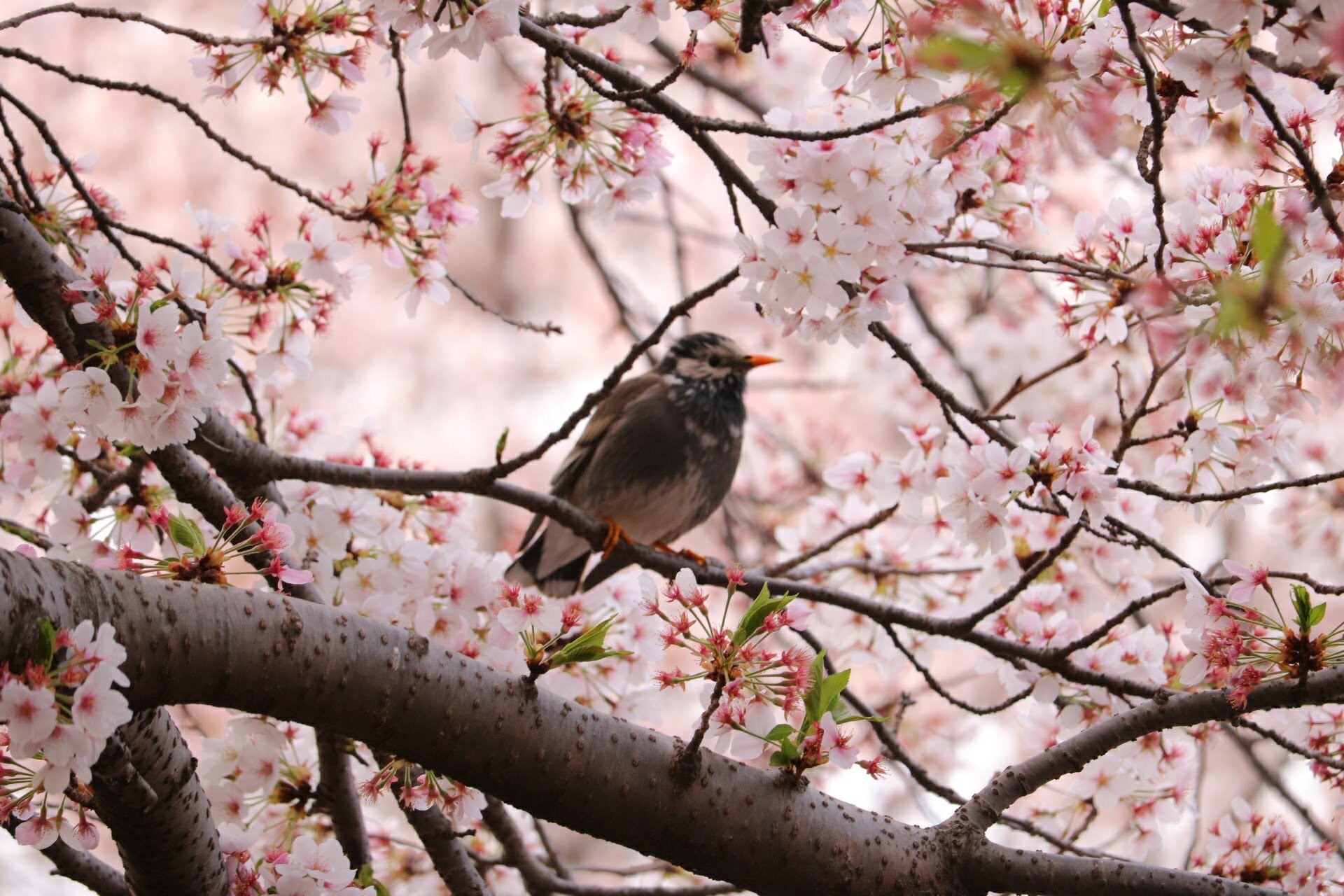 Canon EOS 750D (EOS Rebel T6i / EOS Kiss X8i) sample photo. Cherry tree and bird photography