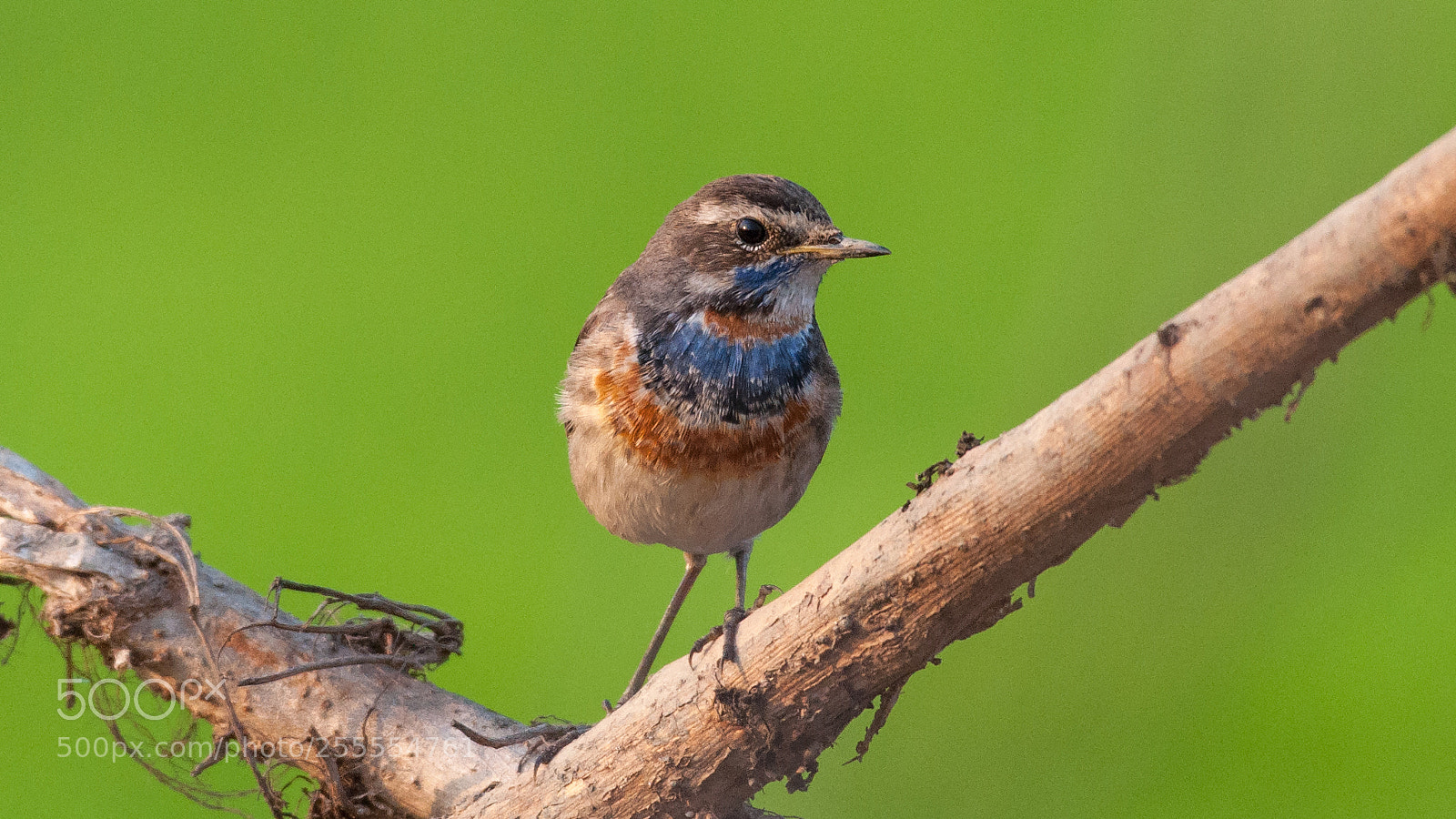 Nikon D90 sample photo. Bluethroat photography