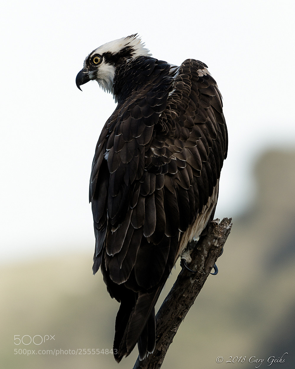 Canon EOS 7D Mark II sample photo. Osprey photography