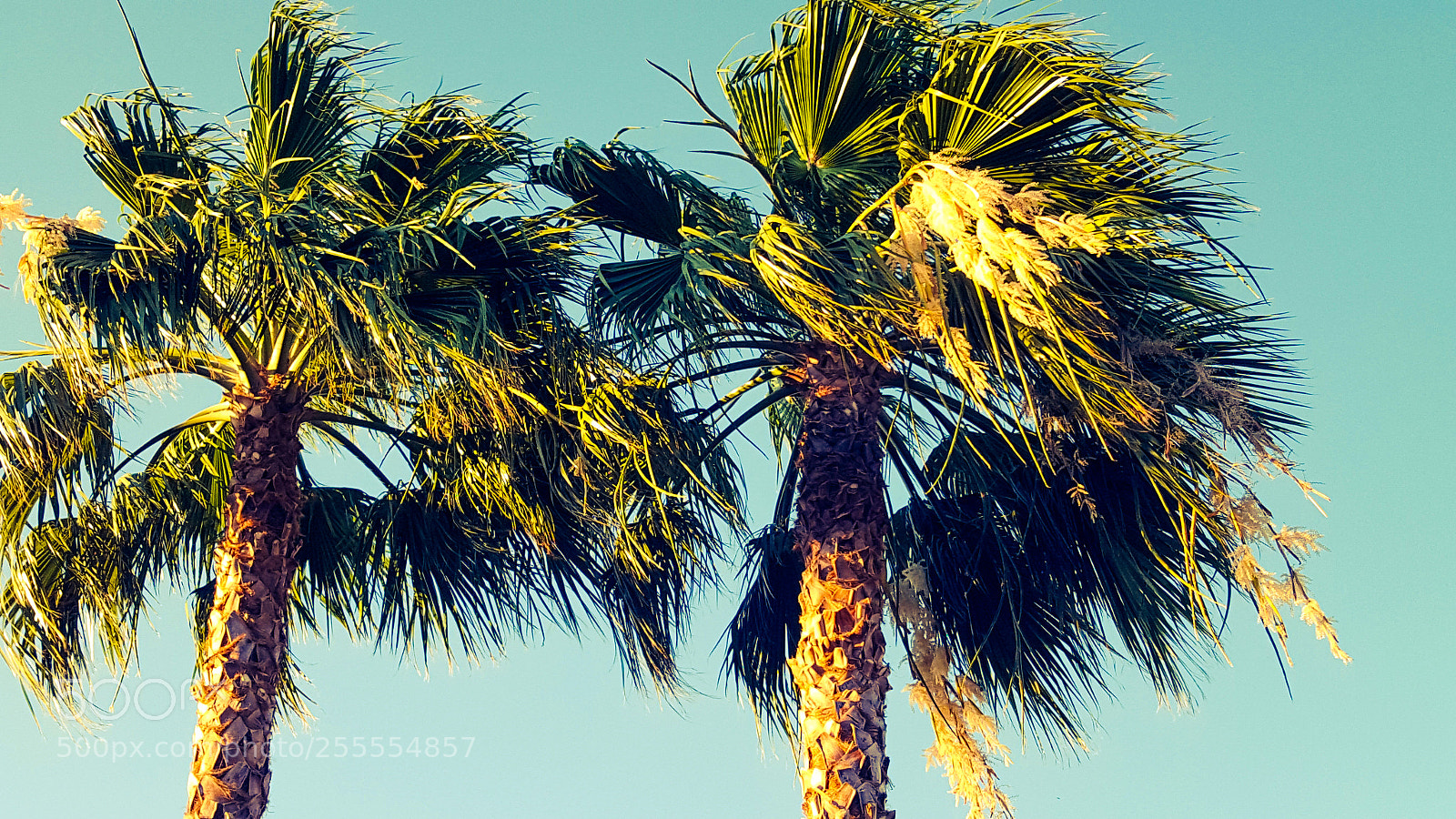 Samsung Galaxy S6 sample photo. Palm trees photography