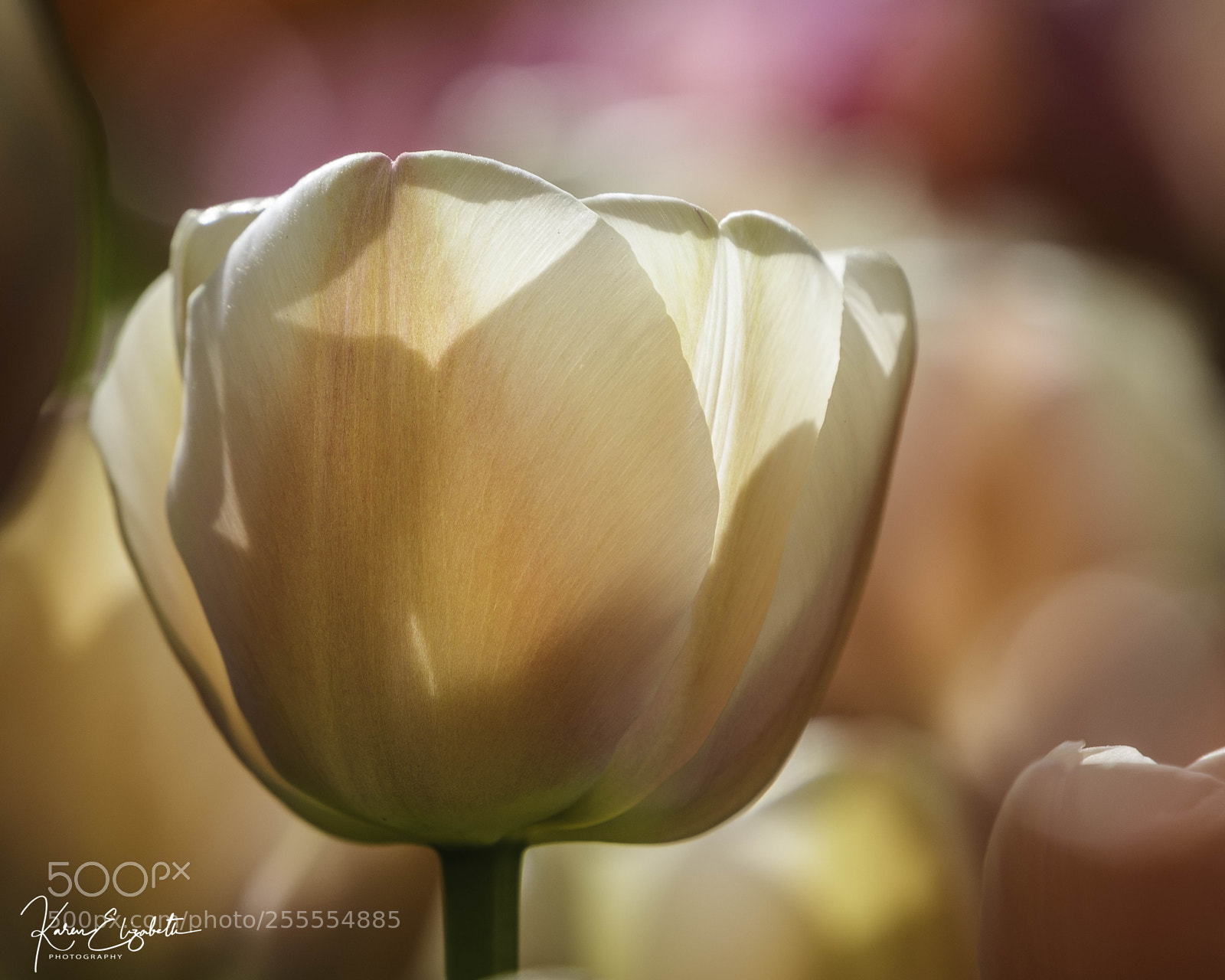 Nikon D600 sample photo. Backlight on delicate tulips photography