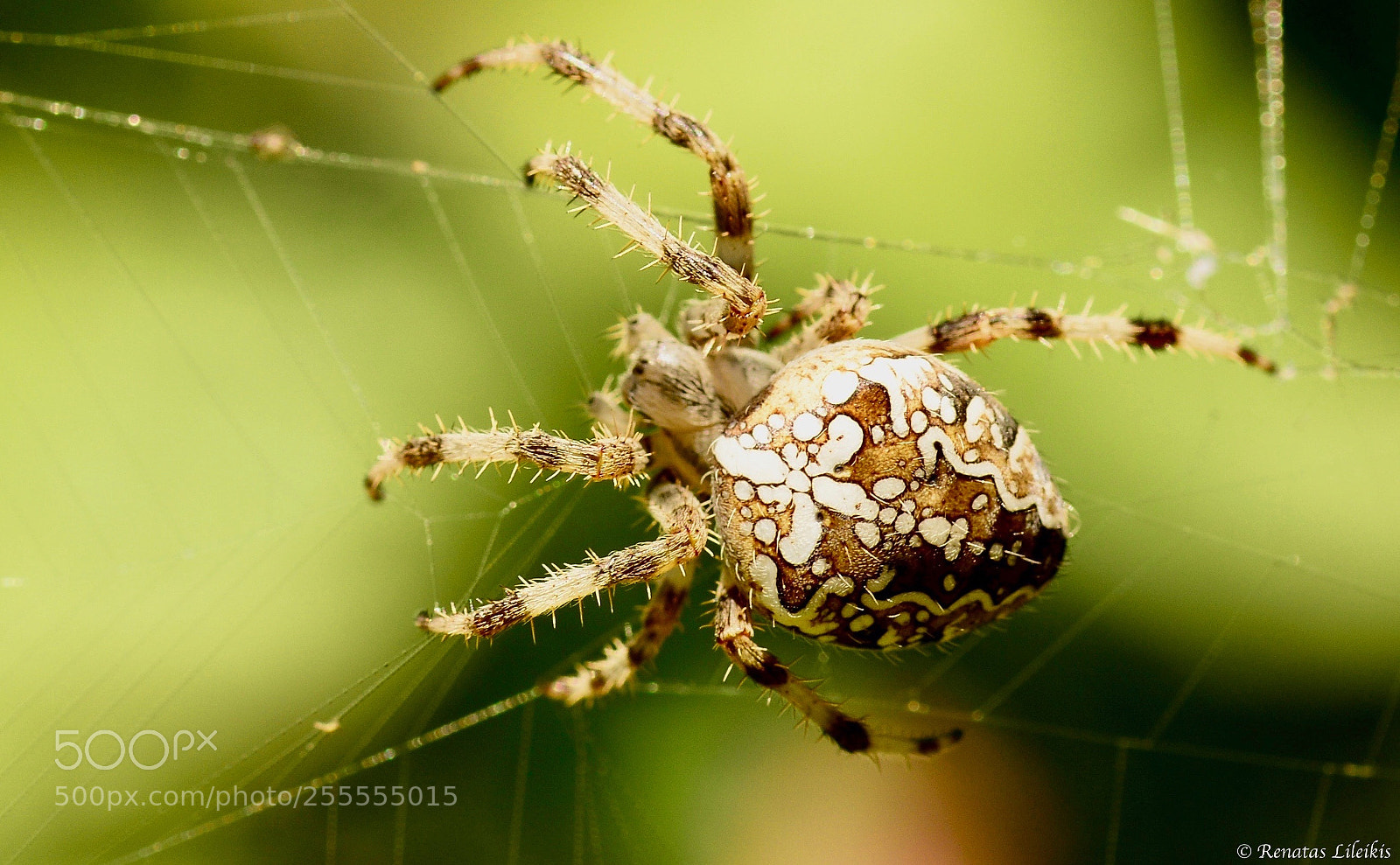 Nikon D7100 sample photo. Spider photography