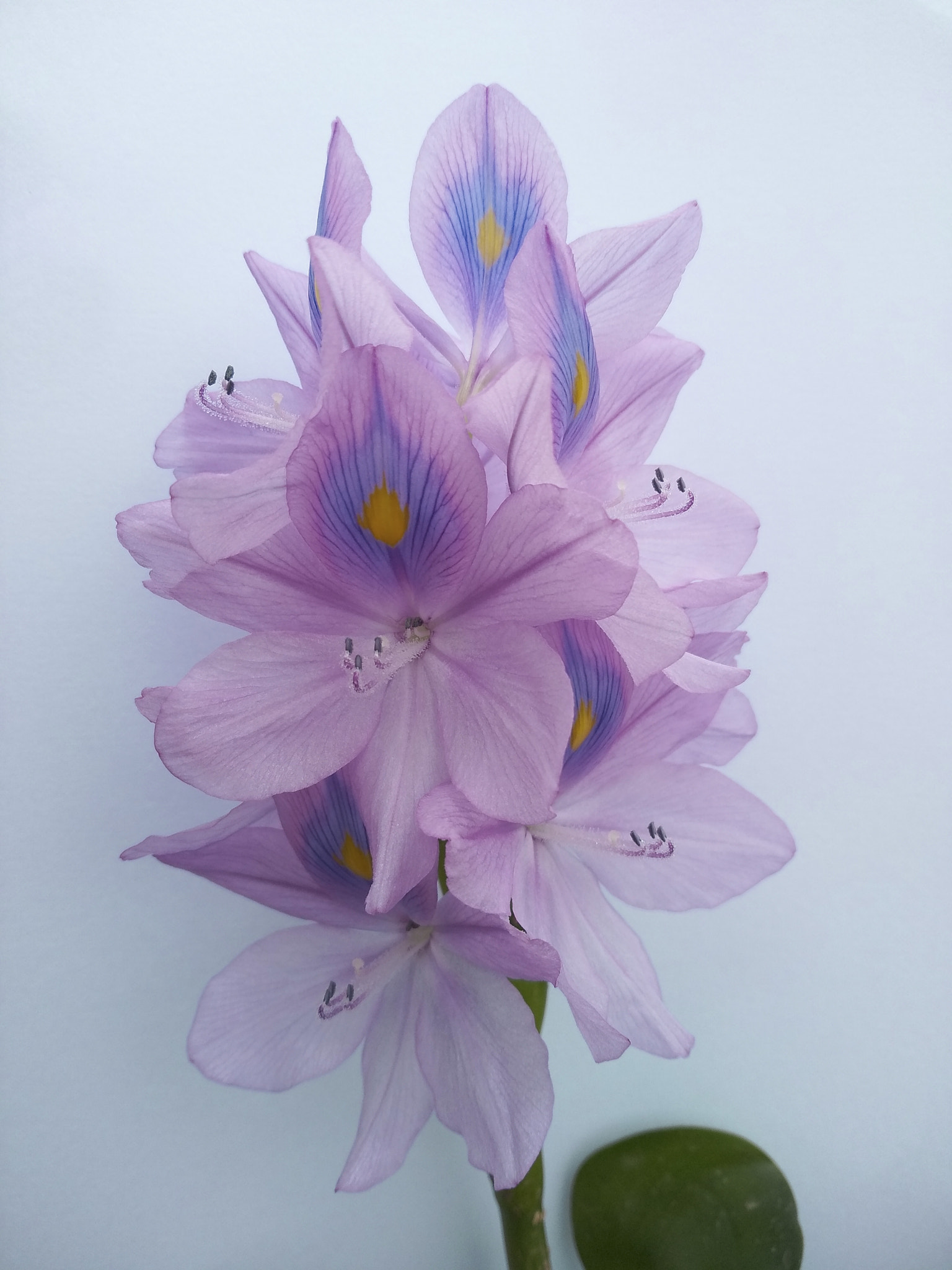 Xiaomi Redmi 5 Plus sample photo. Img_20180428_110619.jpg photography
