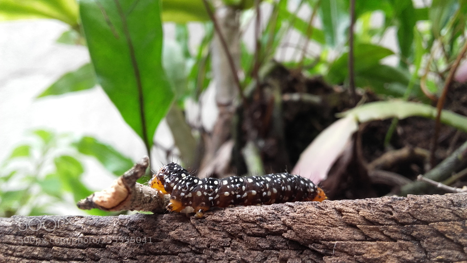 Samsung Galaxy Grand Prime sample photo. Natureza ao olhar photography