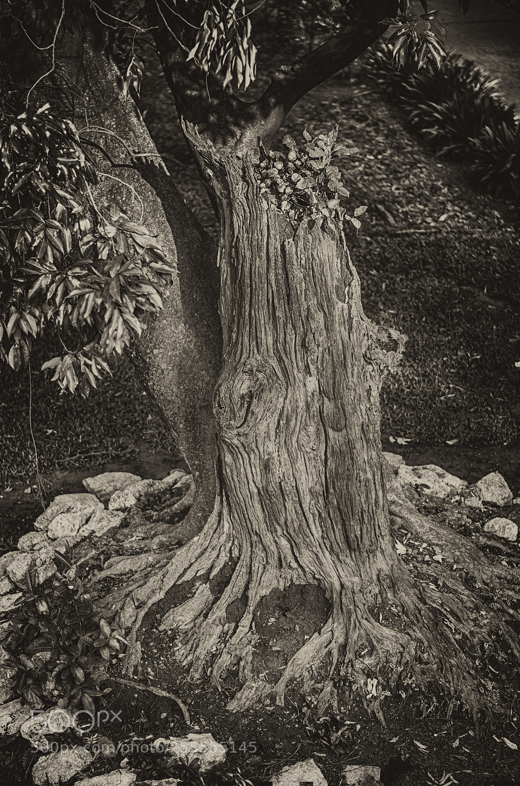 Nikon D7000 sample photo. Rooted! photography