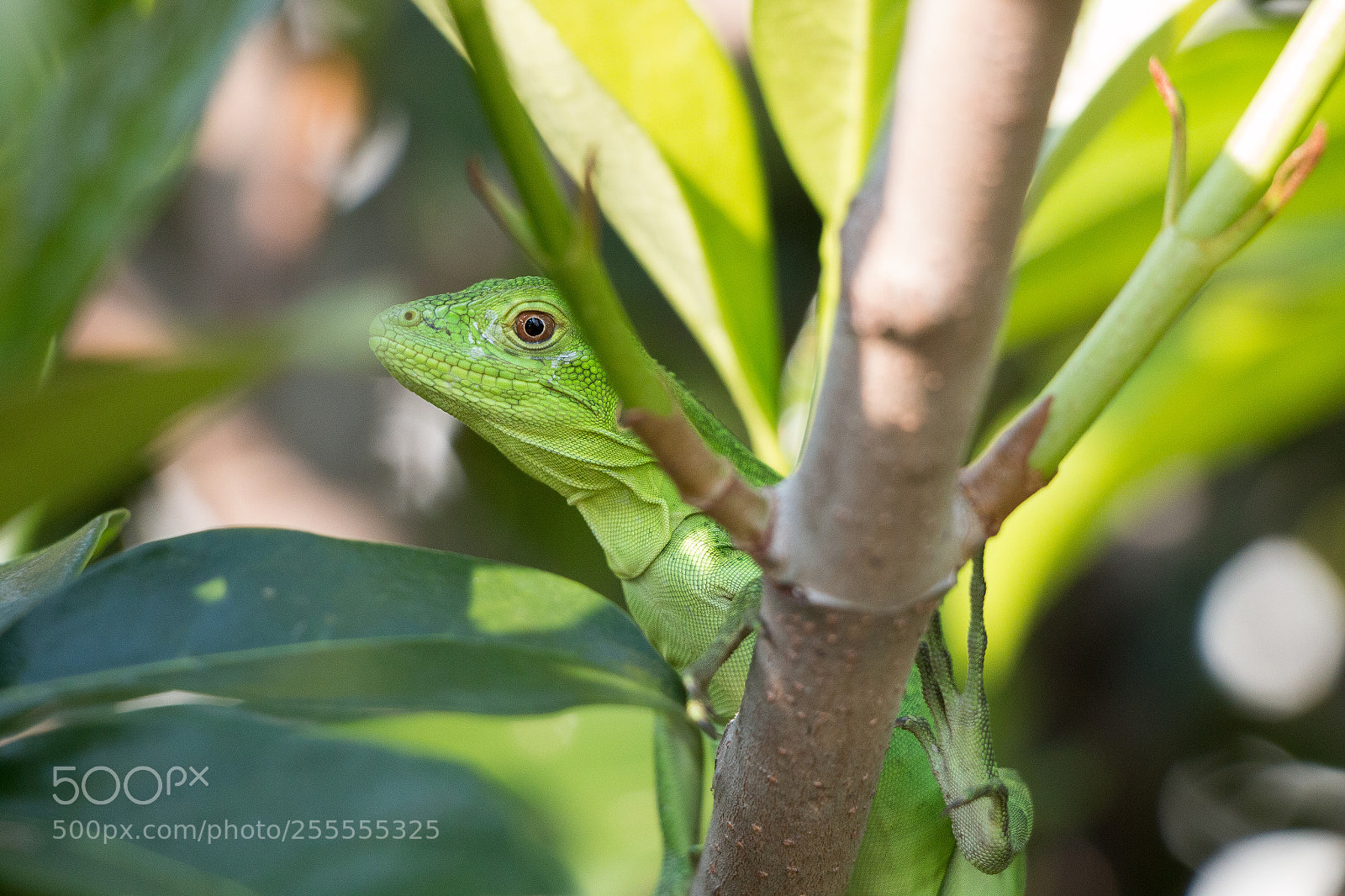 Canon EOS 70D sample photo. La iguana. photography