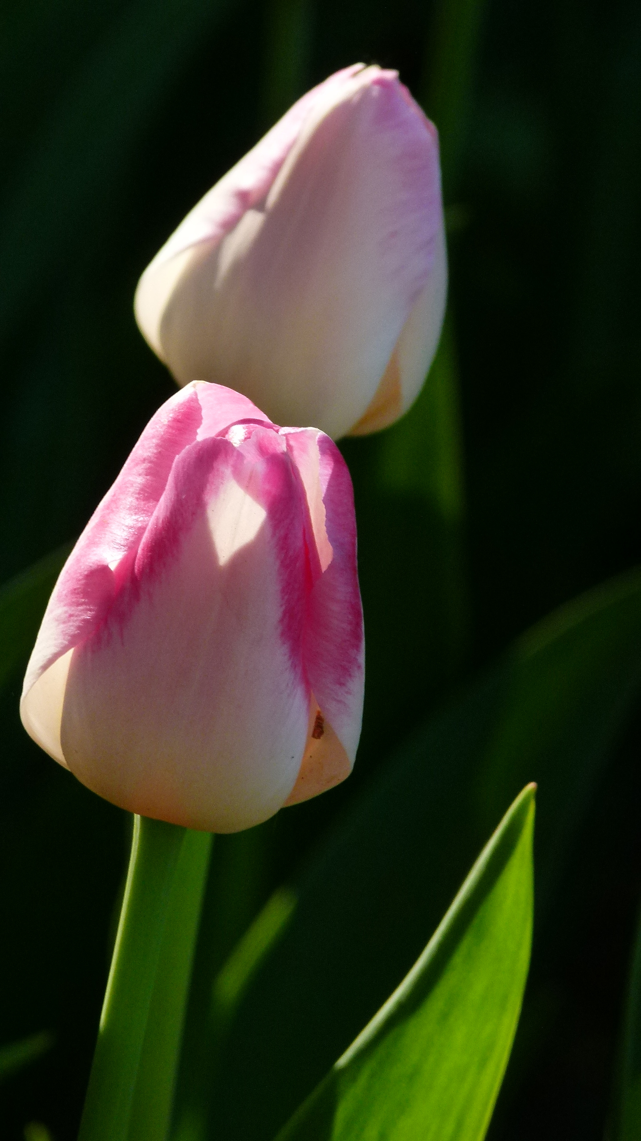 Leica V-Lux 2 sample photo