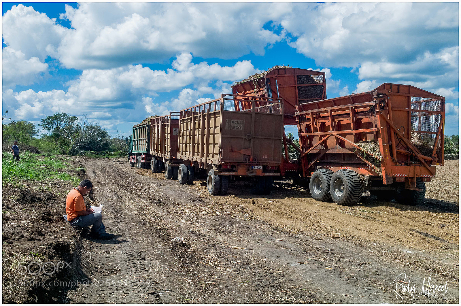 Leica M9 sample photo. Harvesting sugar cane photography