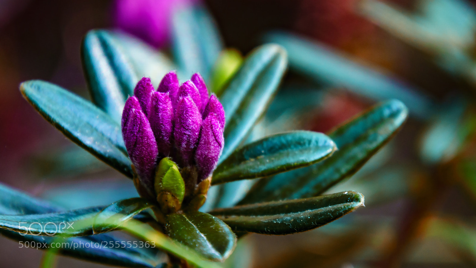 Sony ILCA-77M2 sample photo. Rhododendron photography