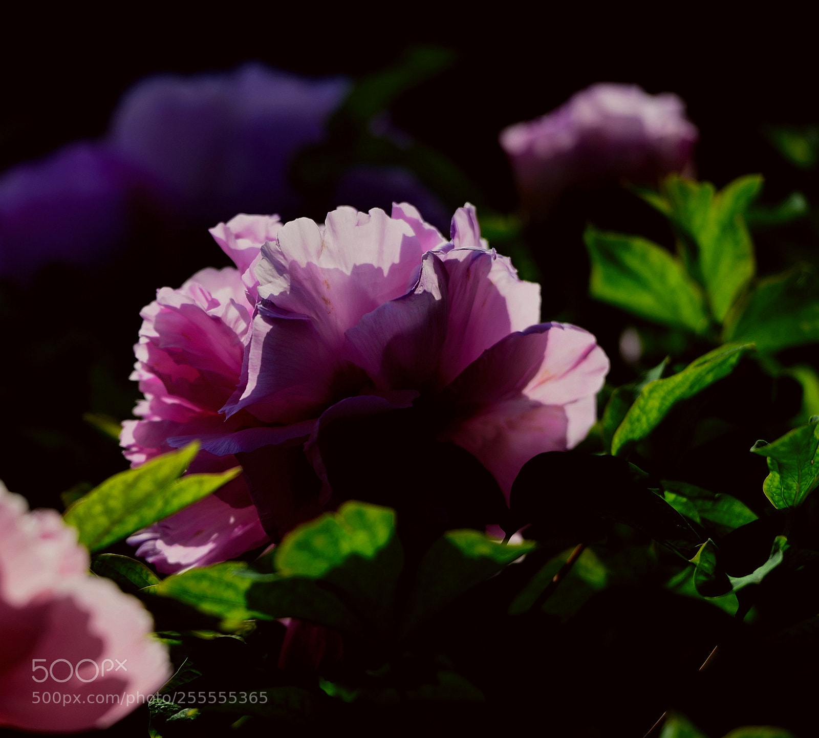 Nikon D800 sample photo. 暗夜牡丹 photography