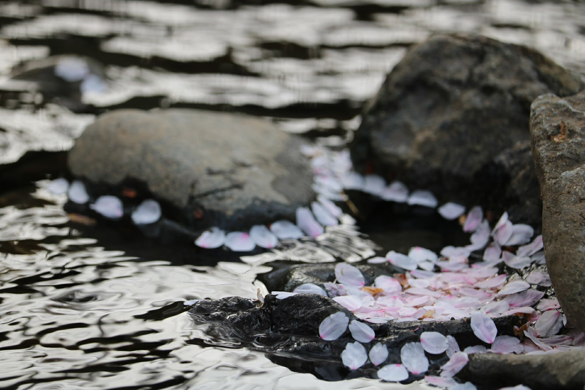 Canon EOS 750D (EOS Rebel T6i / EOS Kiss X8i) sample photo. Cherry blossom and river photography