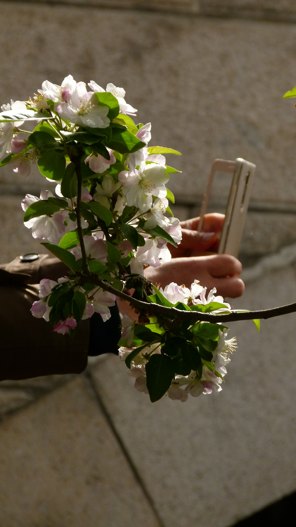 Leica V-Lux 2 sample photo