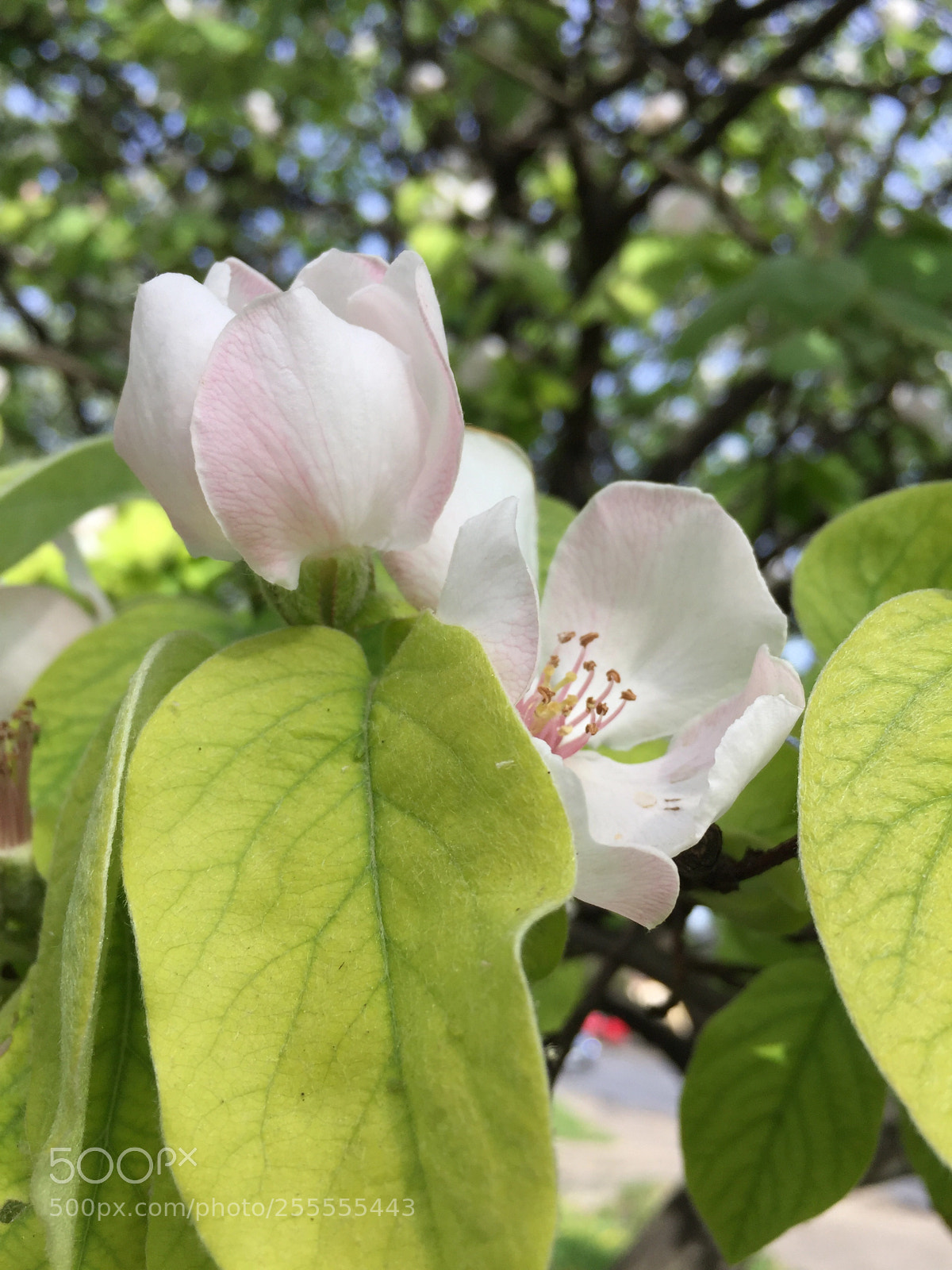 Apple iPhone 6 sample photo. Untitled photography