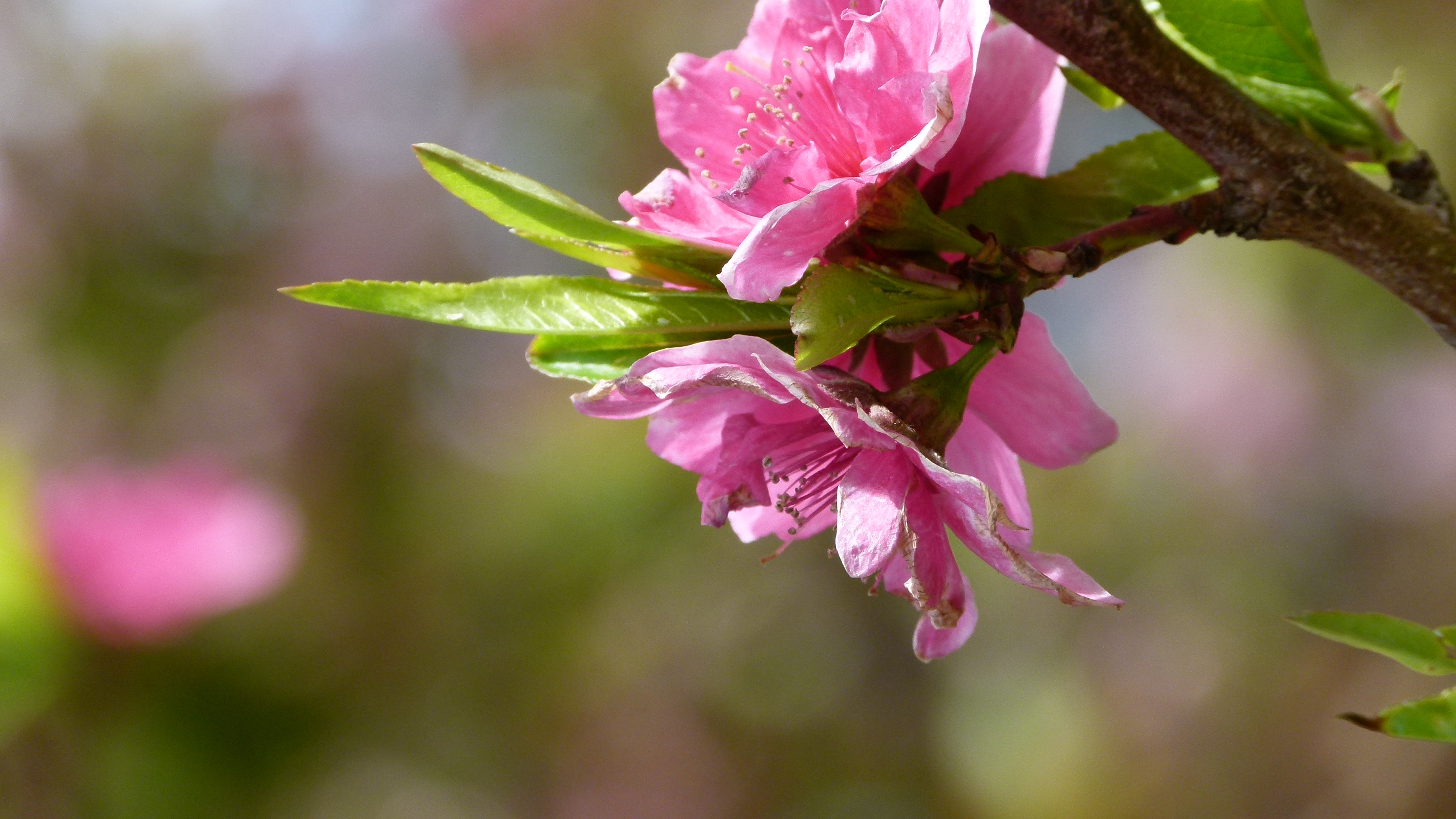 Leica V-Lux 2 sample photo