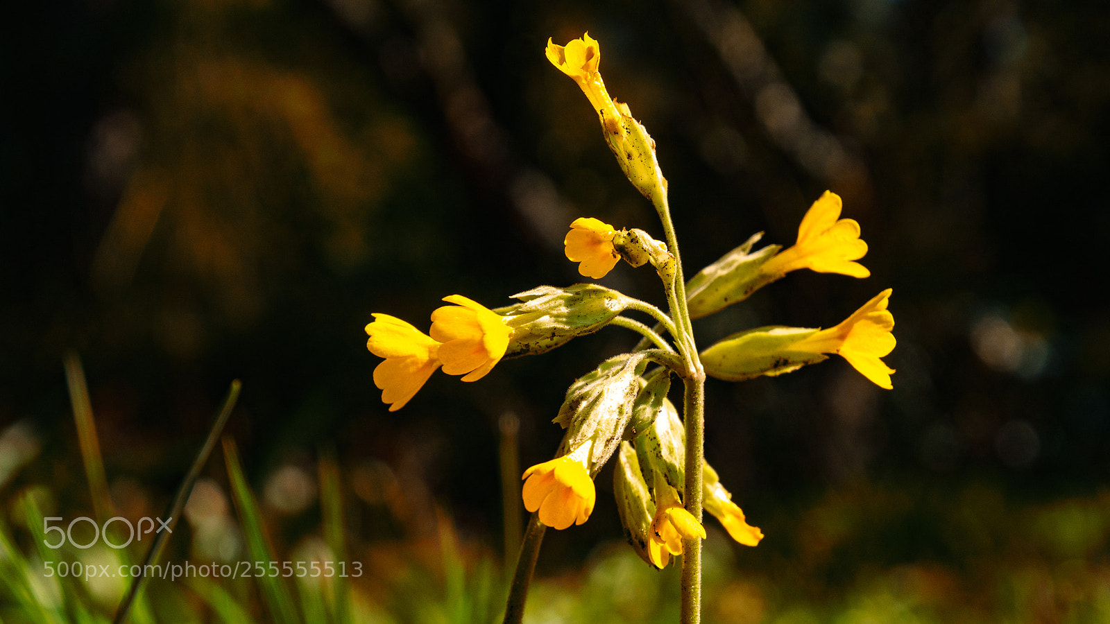 Sony ILCA-77M2 sample photo. Primula veris photography
