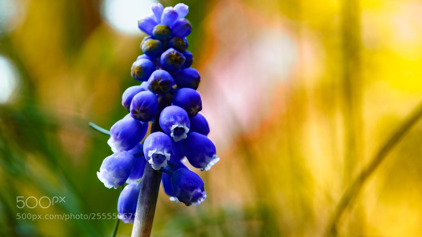 Sony ILCA-77M2 sample photo. Blue muscari photography
