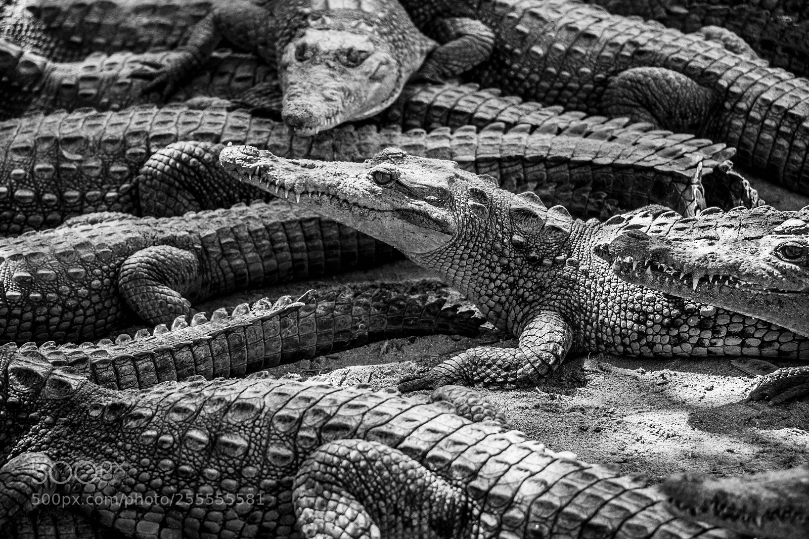 Canon EOS 70D sample photo. Cocodrilario. photography