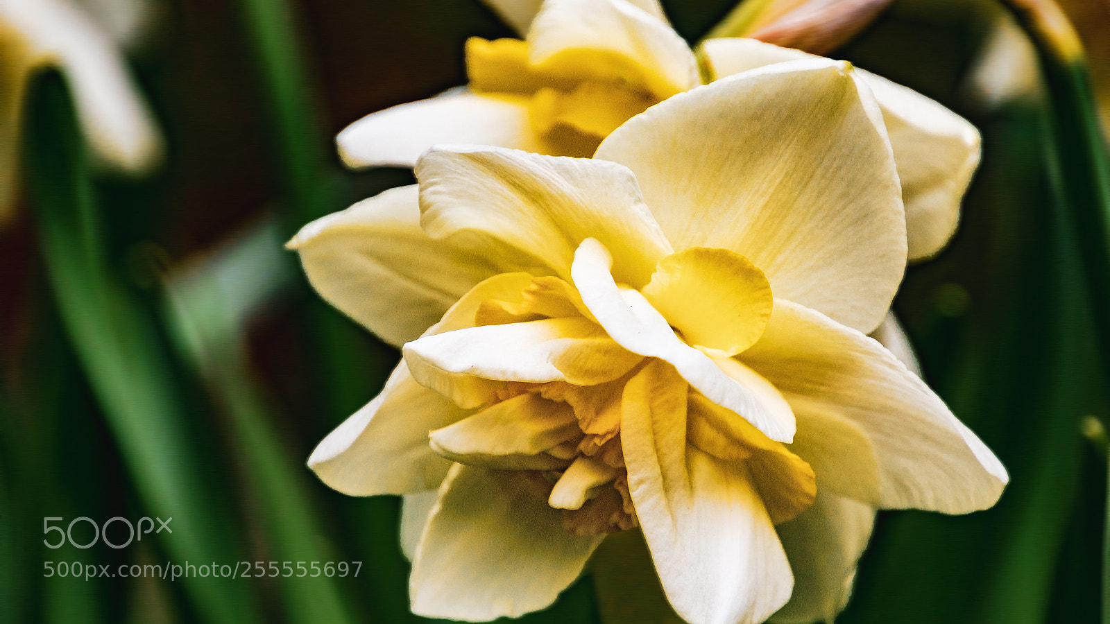 Sony ILCA-77M2 sample photo. Narcissus photography