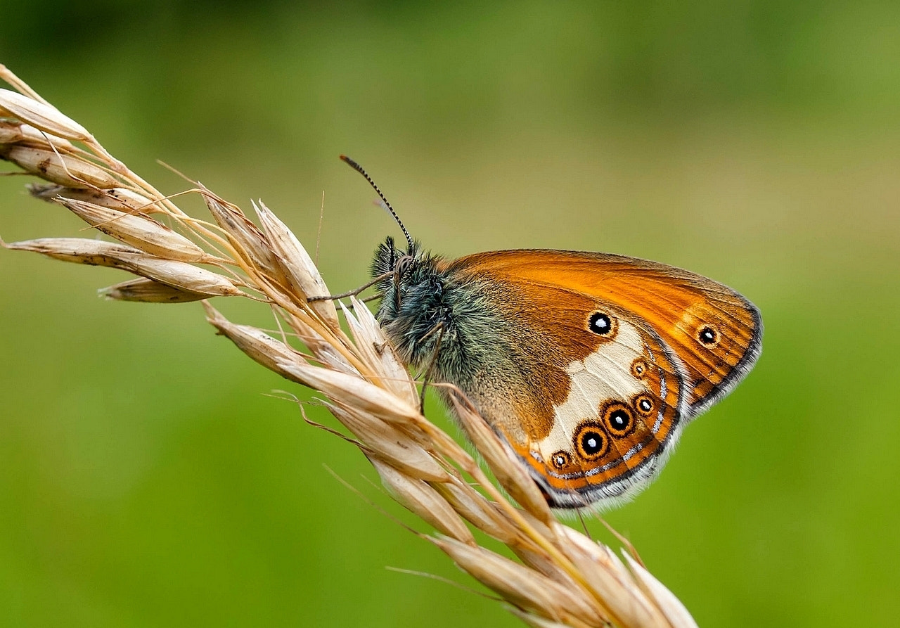 Olympus E-330 (EVOLT E-330) sample photo. Pearly heath (coenonympha arcania) photography