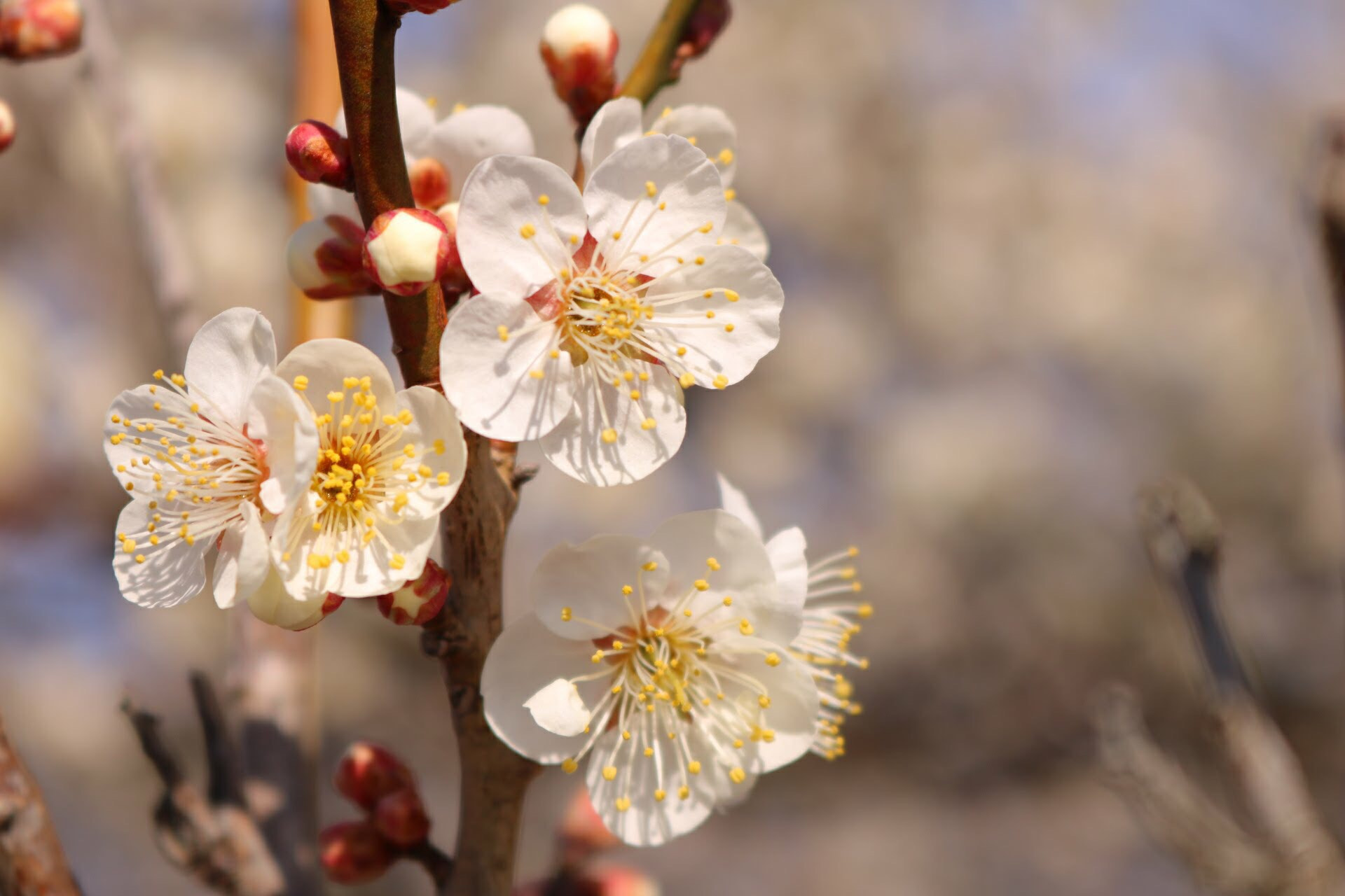 Canon EOS 750D (EOS Rebel T6i / EOS Kiss X8i) sample photo. Japanese apricot photography